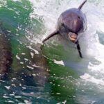 Dolphin Tour in St. Pete Beach - Frequently Asked Questions