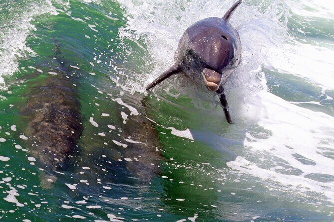 Dolphin Tour in St. Pete Beach - Frequently Asked Questions