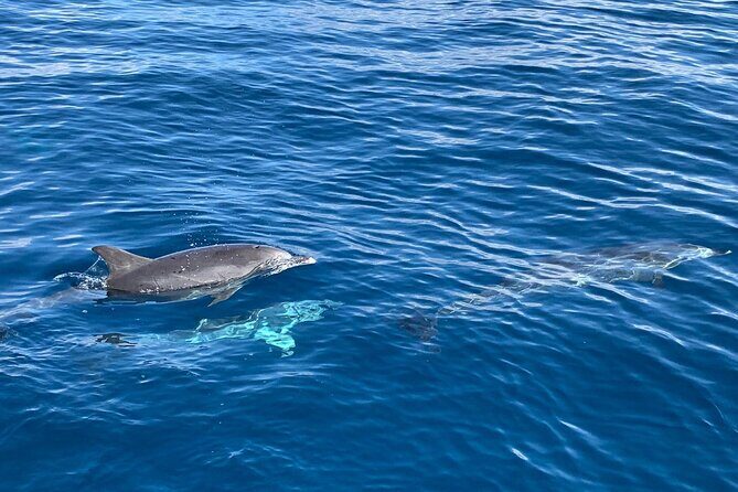 Dolphin Tours in Fuerteventura - The Meeting Point & Logistics