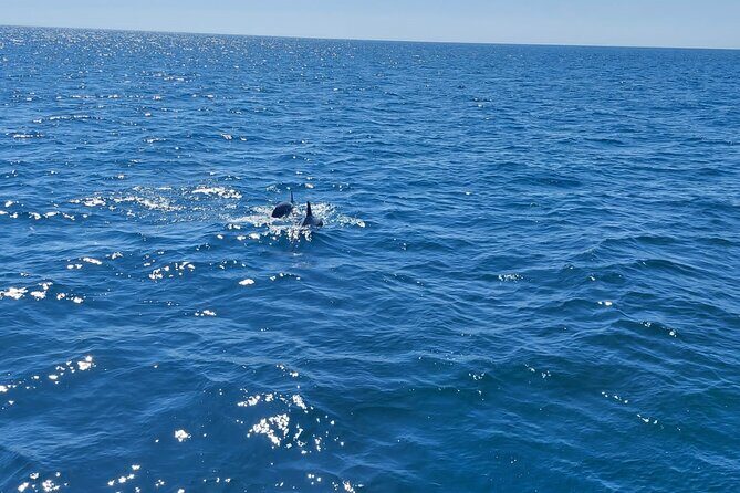 Dolphin trips on a catamaran - The Downsides to Keep in Mind