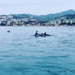 DOLPHIN WATCHING - What’s Included and What to Consider