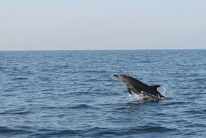 Dolphin Watching - The Cost and Value