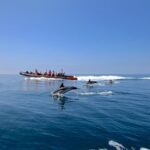 Dolphin Watching and Cave Tour from Vilamoura - Is This Tour Right for You?