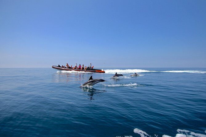 Dolphin Watching and Cave Tour from Vilamoura - Is This Tour Right for You?