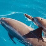 Dolphin Watching and Snorkeling on the West Coast of Oahu - FAQs