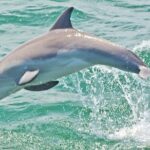 Dolphin Watching around Cape May - Who Should Consider This Tour?