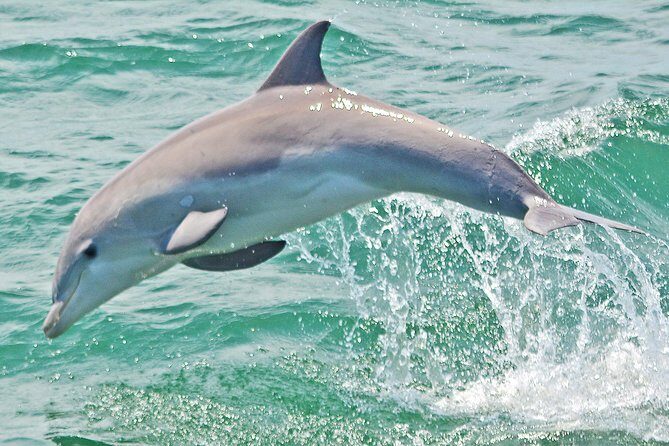 Dolphin Watching around Cape May - Who Should Consider This Tour?