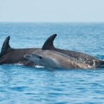 Dolphin Watching Boat Excursion to Figarolo Island from Olbia - Authentic Experiences & Real Traveler Feedback