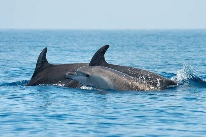 Dolphin Watching Boat Excursion to Figarolo Island from Olbia - Authentic Experiences & Real Traveler Feedback