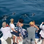 Dolphin Watching Half-Day Cruise from Lagos - The Value for Money