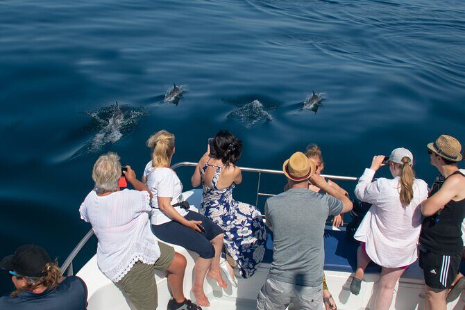 Dolphin Watching Half-Day Cruise from Lagos - The Value for Money
