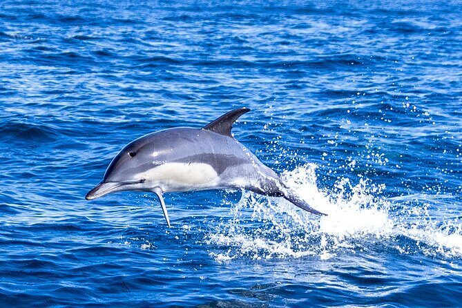 Dolphin Watching in Lisbon - Value and Practical Considerations