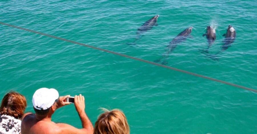 Dolphin Watching in the Wild - Half Day Tour - The Highlights of the Tour