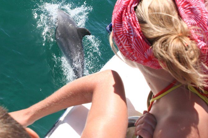 Dolphin Watching in the Wild - Half Day - An Itinerary Breakdown: What to Expect
