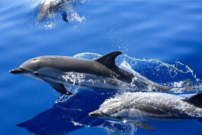 Dolphin Watching Mini Cruise and Snorkeling from Lanzarote - Who Should Consider This Tour?