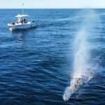 Dolphin & Whale Watching - Practical Details You Need to Know
