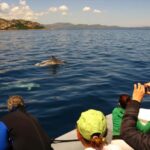 Dolphins: Dolphin Watching Tour and Capo Figari by Raft - The Realities and Drawbacks