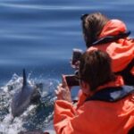 Dolphins Watching - Portimão - The Value of the Experience