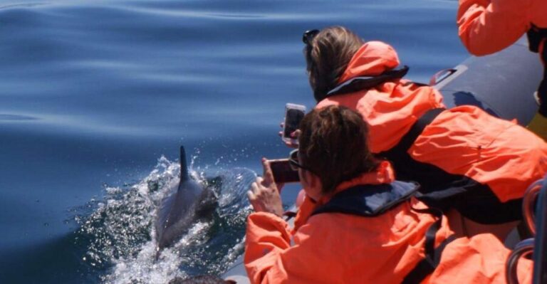 Dolphins Watching - Portimão - The Value of the Experience