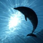 Dolphins Watching with Beach Day in Tarifa from Seville - Final Thoughts