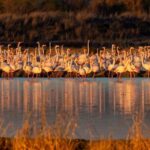 Doñana: 4x4 tour of the national park and beaches - What’s Included and What’s Not