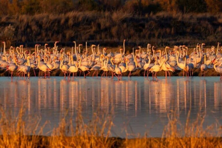 Doñana: 4x4 tour of the national park and beaches - What’s Included and What’s Not