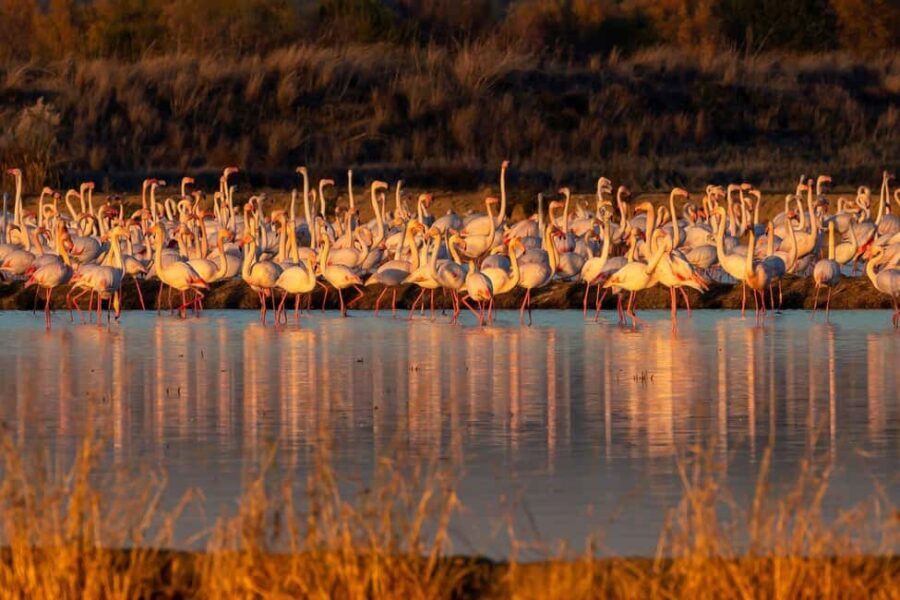 Doñana: 4x4 tour of the national park and beaches - What’s Included and What’s Not