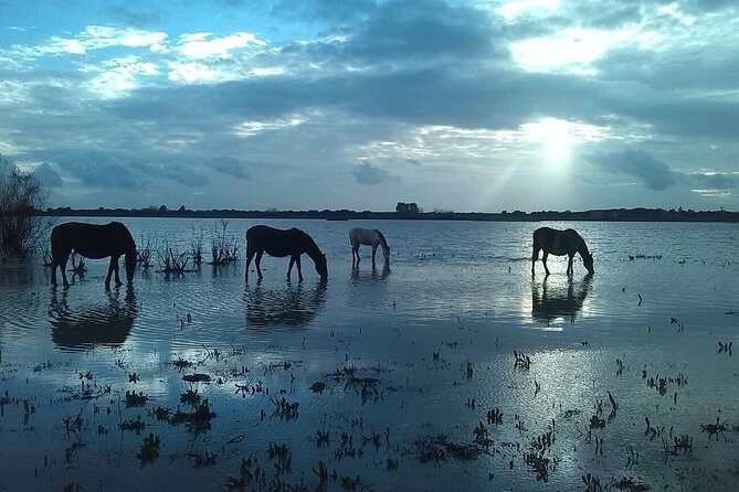 Doñana Natural Park Full-Day Tour from Seville - Pros and Cons: The Real Deal
