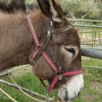 Donkey Ride - Cretan Country - Who Is This Tour Best For?