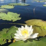 Door County Wetlands Kayak Tour - What is the Door County Wetlands Kayak Tour?
