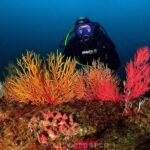 Double Dive in Cascais - go further and go under! - FAQ