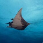 Double dive in Santa Maria Island - Azores - The Inclusions and Extras