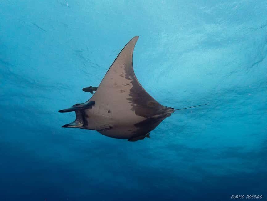 Double dive in Santa Maria Island - Azores - The Inclusions and Extras