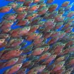 Double Dive in Terceira Island - Azores - Practical Details and Considerations