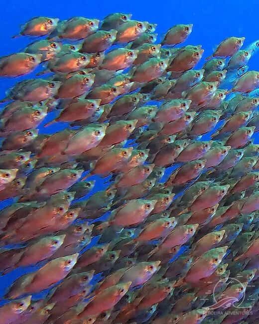 Double Dive in Terceira Island - Azores - Practical Details and Considerations