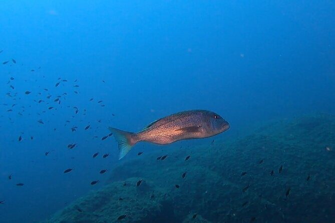 Double dive in the Capo Carbonara Marine Protected Area, for patents. - Price and Value