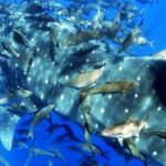 Double Dive the Azores, in the middle of the Atlantic Ocean - The Itinerary Breakdown