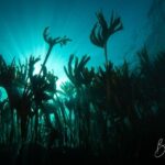 Double Scuba Dive on a Marine Reserve - The Practicalities: What Does the Tour Include?