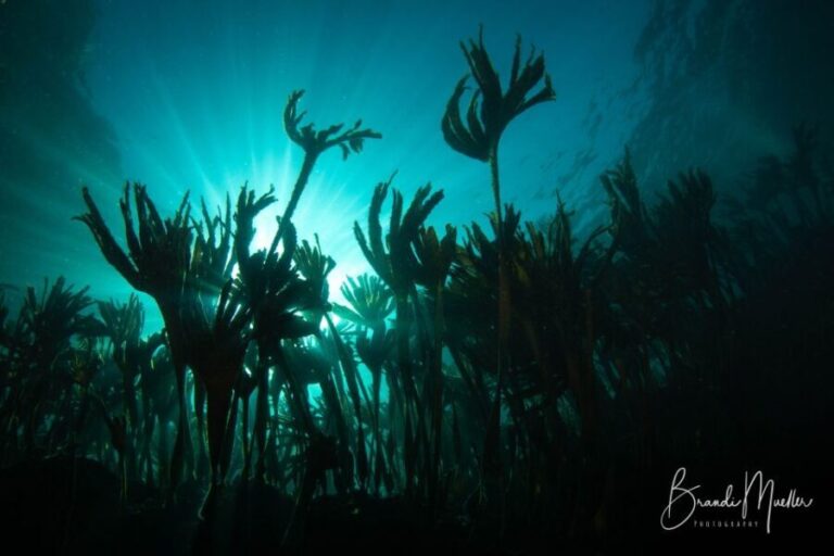 Double Scuba Dive on a Marine Reserve - The Practicalities: What Does the Tour Include?