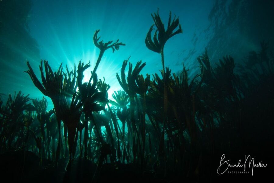 Double Scuba Dive on a Marine Reserve - The Practicalities: What Does the Tour Include?