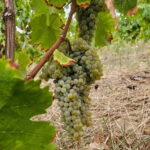 Douro: Traditional Harvest Lunch at Quinta de Sobre a Fonte - Is This Tour Worth It?