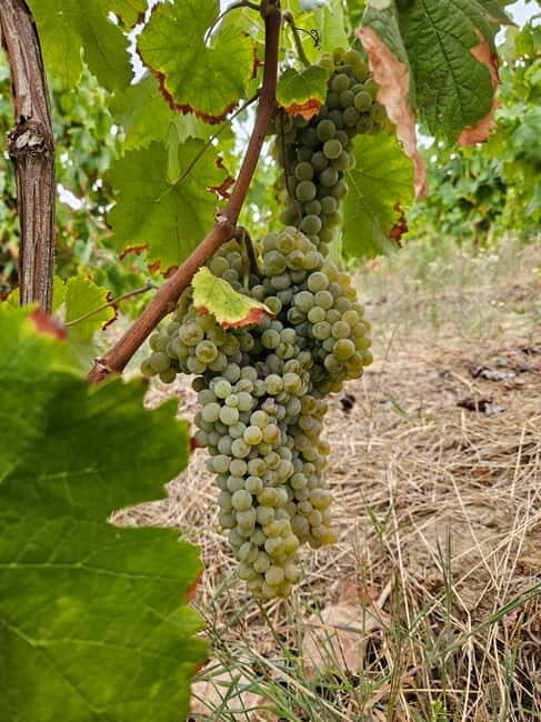 Douro: Traditional Harvest Lunch at Quinta de Sobre a Fonte - Is This Tour Worth It?