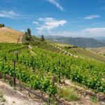 Douro Valley Private Tour with 2 wine tastings - What Guests Say: Honest Insights