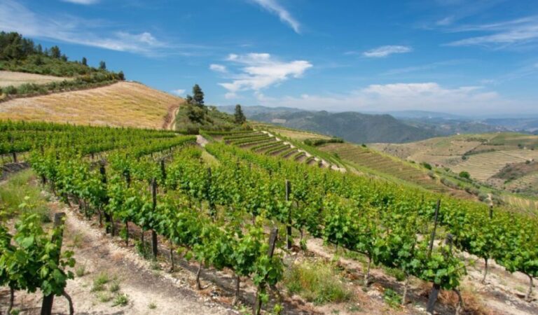 Douro Valley Private Tour with 2 wine tastings - What Guests Say: Honest Insights