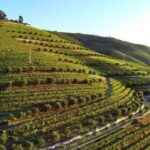 Douro Valley: Quinta de S. Luiz Winery Tour and Tasting - Final Thoughts: Is This Experience for You?