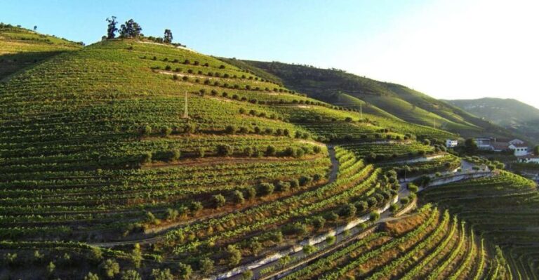 Douro Valley: Quinta de S. Luiz Winery Tour and Tasting - Final Thoughts: Is This Experience for You?