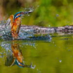 Drimmelen: Biesbosch Nature Reserve Boat Tour - Who Is This Tour Perfect For?