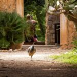 Dubrovnik: Game of Thrones&Lokrum Island Walking Tour - Who Is This Tour Best For?