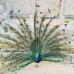 Dubrovnik: Lokrum Island and Betina Cave Boat Tour - Who Will Love This Tour?