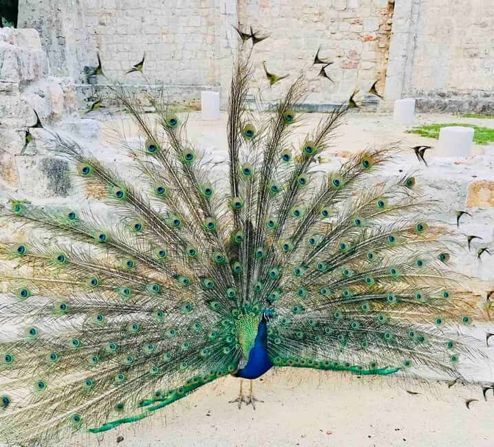 Dubrovnik: Lokrum Island and Betina Cave Boat Tour - Who Will Love This Tour?